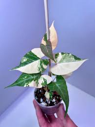 Image result for Fallopia