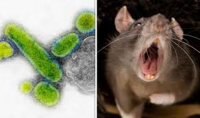 Different name for the bubonic plague which killed about 1/3 o… year traders brought rats from central and eastern asia, and u… Bubonic Plague Fourth Case Of The Black Death Confirmed In China Science News Express Co Uk