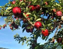 Dwarf Red Delicious Apple Tree Dwarf Apple Trees Red Delicious Apples Apple Tree Trees To Plant