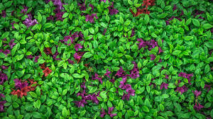 4k wallpapers of purple for free download. Wallpaper Azalea Green Leaves Purple Flowers 3840x2160 Uhd 4k Picture Image