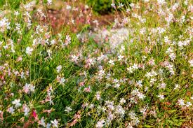 Best in full sun locations. Gaura Wandflower Plant Care Growing Guide