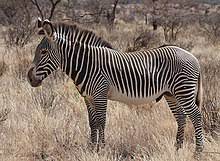 Grévy's zebra - Wikipedia