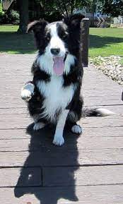 Border Collie Http Ajunkeeshoppe Blogspot Com Collie Dog White Border Collie Border Collie Dog