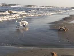 Am avut incluse in pachetul turistic de la cazarea aleasa mai multe excursii, iar sulina a avut alocata o jumatate de zi pe cinste. Natura Face Show Pe Plaja Din Sulina Foto Video Stiri Actuale