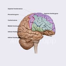 Image result for Frontal Lobe