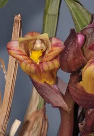 Image result for Ancistrorhynchus clandestinus