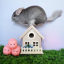 Not By The Hair Of My Chinny Chin Chin Gif Cosette Agnes Cosettethechinchilla On Instagram Not By The Hair On My Chinny Chin Chinch 3little Three Little Pigs Chinchilla Animals And Pets