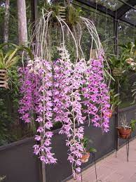 Dendrobium Superbum Anosmum Dendrobium Orchids Beautiful Orchids Orchid Plants