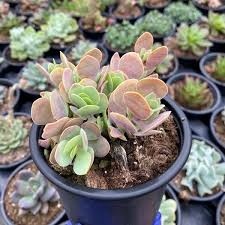 Image result for Kalanchoe rotundifolia