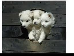 Fluffy The Three Headed Dog Irl Harrypotter