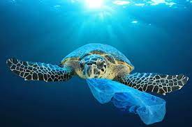 Lo scopo della giornata, oltre a celebrare la bellezza e la ricchezza di mari e oceani. Sabato 8 Giugno Si Celebra La Giornata Mondiale Degli Oceani