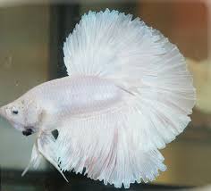 Betta Splendens Opaque White Halfmoon Aquarienfische Aquarium Fische Kampffisch