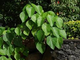 Image result for Macaranga schweinfurthii