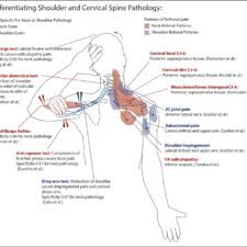 Notice rotator cuff muscles and look for atrophy. Pain Referral Patterns For The Shoulder And Neck And Using Examination Download Scientific Diagram