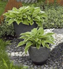 Funkie Im Kubel Hosta Pflanzen Garten Pflanzen Schattenpflanzen Garten