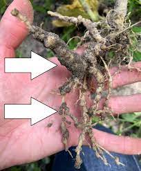 That's far from a good thing, so if you want to use this method, it needs to be a last resort. Beware Of Root Knot Nematodes In Your Garden Gardening In The Panhandle
