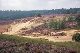 Время цветения вереска в ирландии. Vereskovaya Pustosh V Veluwe Stokovoe Foto Izobrazhenie Naschityvayushej 60455804