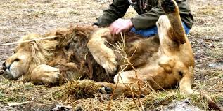 Everything your garden needs to look beautiful, including soil, seed, and plants. Exotic Animals Find Home In Indiana The Horizon