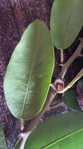 Image result for Capparaceae