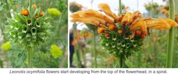 Image result for Leonotis decadonta