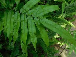 Image result for Pneumatopteris unita