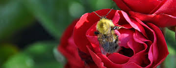 They are such a valuable resource. Attracting Bees Salisbury Greenhouse