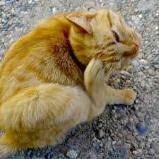 Soin quotidien du bébé et de l'adulte : Comment Bien Soigner Son Chat Femme Actuelle Le Mag