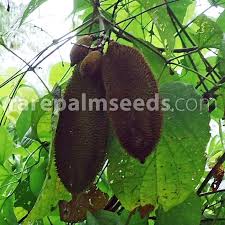 Image result for Amphilophium crucigerum