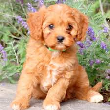 Cavapoo puppies for adoption in ohio. Cavapoo Puppies For Adoption In Ohio Cavapoo For Sale Mini Cavapoo