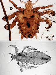 Image result for what do Mallophaga look like in dog fur