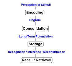 Memory Processes Types Of Memory In Psychology