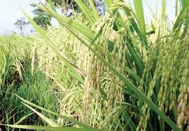The best fertilizers for your flower plants. Liquid Foliar Fertilizer Increases Crop Yield Agriculture Monthly