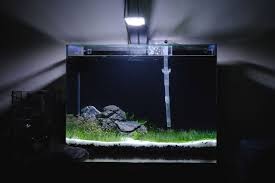 Setting up and maintaining an aquascape can be intimidating for beginners. Aquascape Aquarium News Pictures Photos Videos Ivanyolo