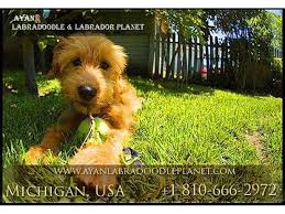 2,634 likes · 53 talking about this. Chocolate Labradoodle Puppies For Sale Standard Labradoodle Puppies For Sale Animals Dearborn Michigan Announcement 157203