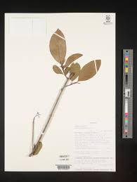 Image result for Cordia goetzei