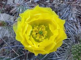 The prickly pear needs a lot of sunlight, so make sure it is planted in a sunny area. Cactus Awkward Botany