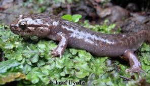 Image result for Dinebra caudata