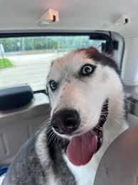 OWNERS FOUND!!! Found near Custer and Stonebridge. I have him 214-304-1341 