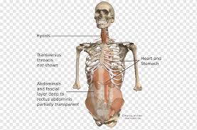 Check spelling or type a new query. Schulter Homo Sapiens Skelett Figur Hufte Bauch Anatomie Bauchanatomie Knochen Figur Png Pngwing
