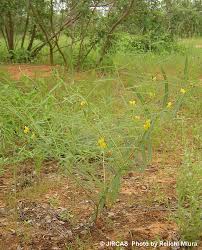 Image result for Chamaecrista gracilior