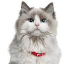 Retired Breeders - Ragdoll Cats and Kittens