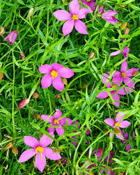 Image result for Chironia