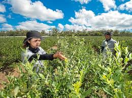 Resultado de imagen para Coffs costa australia