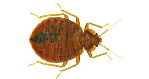 This has long been a staple bed bug and germ product used by hospitals and institutions where a product is needed to work fast but not leave a hazardous residual. Bed Bugs Have Favorite Colors Science News For Students