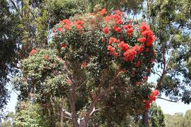 Angophora, which includes the sydney red gum (angophora costata) black gum, nyssa sylvatica; What Is A Red Flowering Gum Tree Home Stratosphere