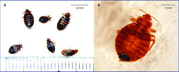 Image result for Cimex Lectularius L