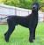 Masculine Low Maintenance Poodle Cuts