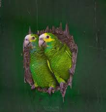 Pin En Perroquet Et Oiseaux Exotiques