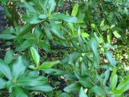 Image result for Myrsine