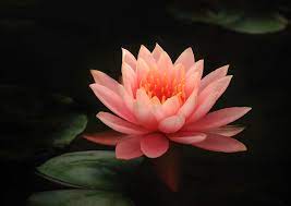 Water Lilies Lotus Flower Pictures Beautiful Flowers Flower Pictures